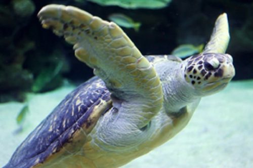 AQUARIA KLCC